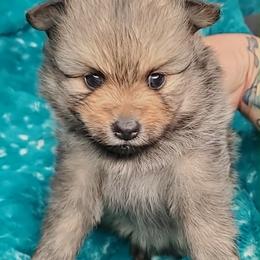 Girl 3 - Orange sable female Pomeranian puppy in Tulsa County, Oklahoma from CP Kennels