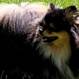 Ryah - Pomeranian
