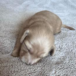 Grace for Elizabeth C. - Cream female Dachshund puppy in Grand Junction, Colorado from Agape Dachshunds