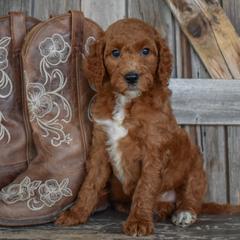 Liberty-Dk Pink Collar - Red female Irish Doodle puppy in Macedon, New York from Toodles Goldendoodles