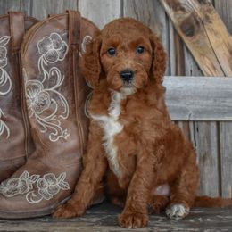 Liberty-Dk Pink Collar - Red female Irish Doodle puppy in Macedon, New York from Toodles Goldendoodles