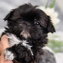 Beau - Black gold and white male Shih Tzu puppy in Albany, New York from Best Friend Shih Tzu Co.
