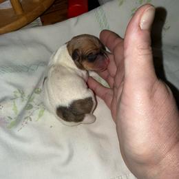 Pup 1 - White and tan male Toy Fox Terrier puppy in Clermont, Florida from Debbie Hiles's Toy Fox Terriers