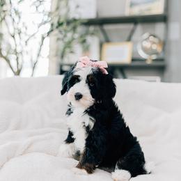 Shortcake - Tri-color female Bernedoodle puppy in Murray, Utah from Sun Valley Doodles
