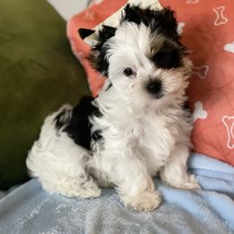 "AVAILABLE FOR SALE " Maltese and Yorkshire Terrier Puppies from Precious Paws Maltese and Yorkies