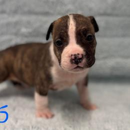 Boy 5 - Red brindle male American Pit Bull Terrier puppy in Nine Mile Falls, Washington from Bartin Kennels