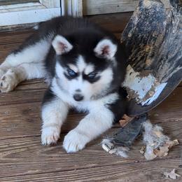 Girl 3 - Black and white female Siberian Husky puppy in Elgin, Texas from Hudson Husky