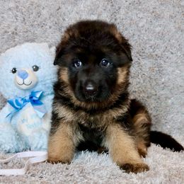 Boy 5 - Black and red male German Shepherd puppy in Stockton, California from Zaragoza German Shepherds