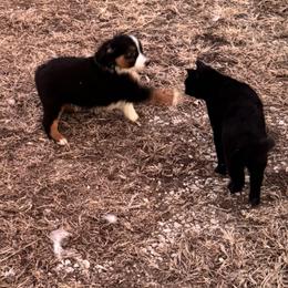 Miniature Australian Shepherds from Arbor Hill Aussies