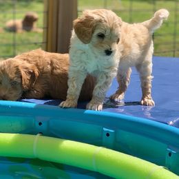 Australian Labradoodle Puppies from Integrity Labradoodles