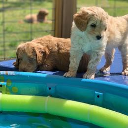 Australian Labradoodle Puppies from Integrity Labradoodles