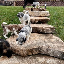 Newfypoo Puppies from Two Sisters Ranch, LLC