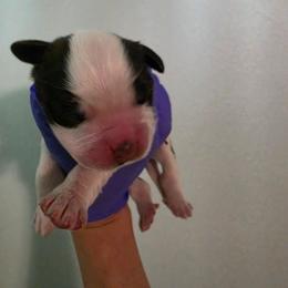Gilbert - Mahogany and white male Saint Bernard puppy in Brandon, South Dakota from Split Rock Saints