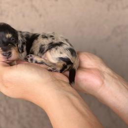 Alessia - Dapple female Dachshund puppy in Surprise, Arizona from D&C Royal Dachshunds LLC