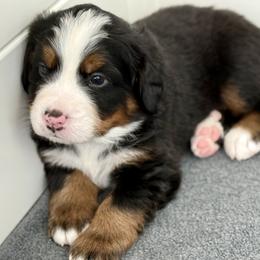 Bernese Mountain Dog Puppies from Cocos Puppy Tales