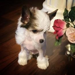 Chihuahua and Chinese Crested Puppies from Western Kentucky Chihuahua’s and Chinese Crested’s
