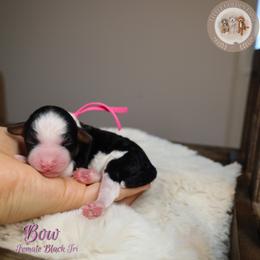 How - Black tri-color female Aussiedoodle puppy in Fort Myers, Florida from Little Golden Farm