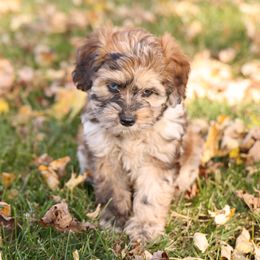Grace - Merle female Whoodle puppy in West Bend, Iowa from Blue Skies Terriers