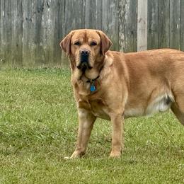 Labrador Retrievers from Deep South Labrador Retrievers LLC