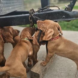 Vizsla Puppies from Driftless Vizslas
