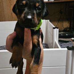 Nova - Black and rust female Doberman Pinscher puppy in Mount Orab, Ohio from Heyne Kennels