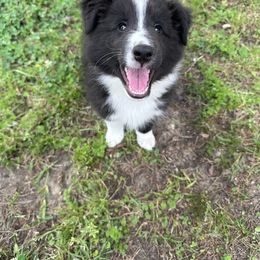 Shetland Sheepdog Puppies from Landers Majestic Shetland Sheepdogs