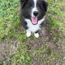 Shetland Sheepdog Puppies from Landers Majestic Shetland Sheepdogs