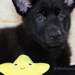 Artemis  (C) - Black female German Shepherd puppy in De Land, Florida from 3B’s Animal Artistry
