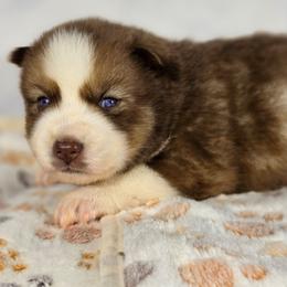 Bretagne - Red and white female Siberian Husky puppy in Buckeye, Arizona from Anime Huskies