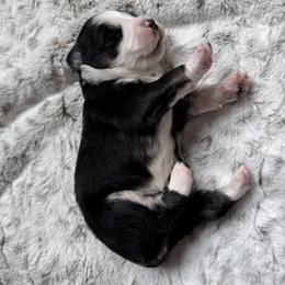 Miniature Australian Shepherd Puppies from Elsa’s lil Wiggle Butts
