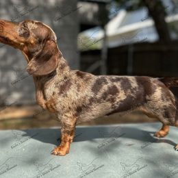 Nova - Dapple female Dachshund puppy in Gatesville, Texas from Emily’s Doxie Domain