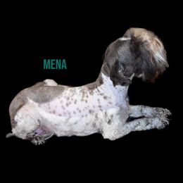 Mena - Miniature Schnauzer