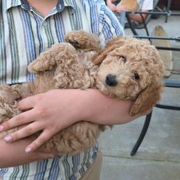 Meadow (green collar) - Apricot male Double Doodle puppy in Oceanside, California from Strong Mountain Doodles