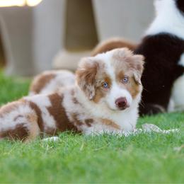 Country - Red merle male Miniature American Shepherd puppy in Stephenville, Texas from Diamond H Aussies