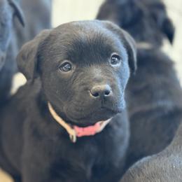 Bingo - Black female Labrador Retriever puppy in Owosso, Michigan from Bennington Retrievers