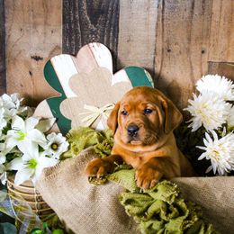 Labrador Retriever Puppies from Prince Labradors