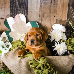 Labrador Retriever Puppies from Prince Labradors