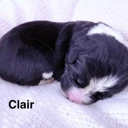 Clair - White and black female Newfoundland puppy in Goodhue, Minnesota from Claypits Newfoundlands