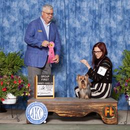 GRCH Goose - Yorkshire Terrier