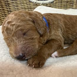 Boy 4 - male Goldendoodle puppy in Clermont, Florida from Da Ruba Doodles