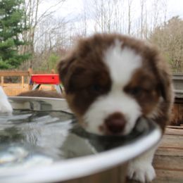 Australian Shepherd Puppies from Starlit Grove Australian Shepherds