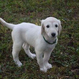 Girl 3 - Cream female Afghan Hound puppy in Cape Coral, Florida from Qadim Afghan Hounds