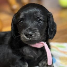 Dachshunds from Rice City Doxies