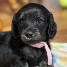 Dachshunds from Rice City Doxies