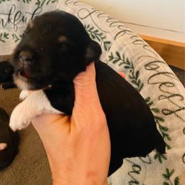 Boots - Black and silver male Miniature Schnauzer puppy in Malvern, Arkansas from Deep South Miniature Schnauzers