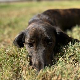 Bella - Dachshund