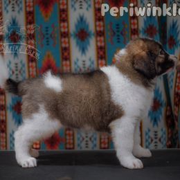 Periwinkle - White female Tornjak puppy in Albright, West Virginia from Pine Spring Farm