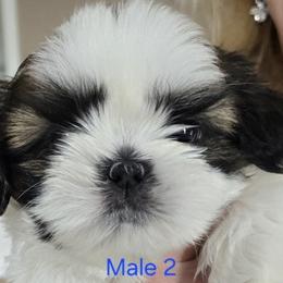 Boy 2 - Gold and white male Shih Tzu puppy in Dallas, Georgia from Dee-Jay's Shihtzu