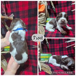 Frost - Liver white and roan male English Springer Spaniel puppy in Saginaw, Michigan from Kemerer Springers