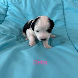 Delta - Tri-color female Bernedoodle puppy in Horseshoe Bend, Idaho from Over the Moon Poodles and Doodles